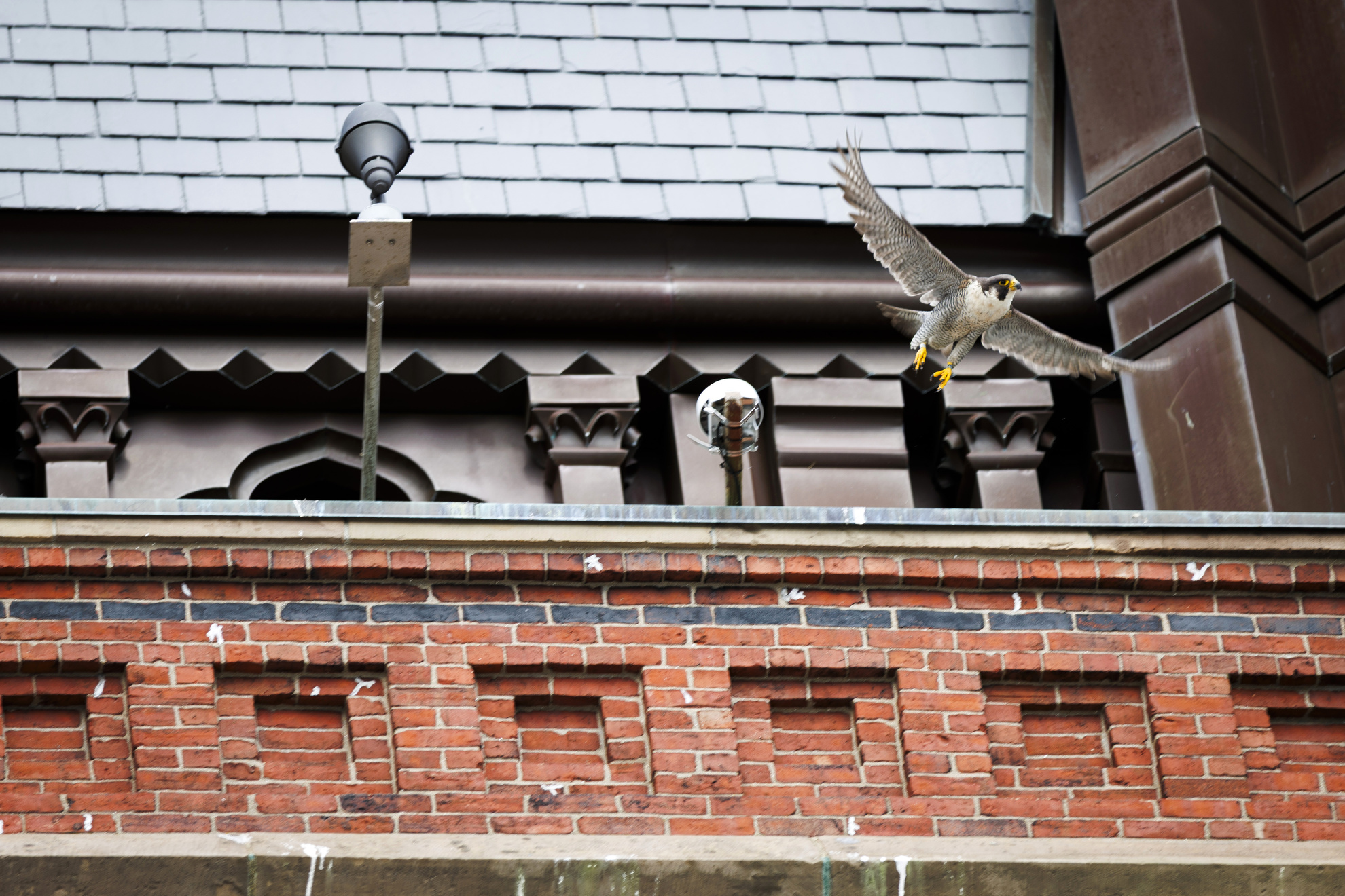When the falcons come home to roost — Harvard Gazette
