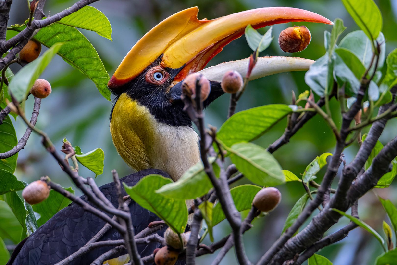 Why animals are a critical part of forest carbon absorption | MIT News