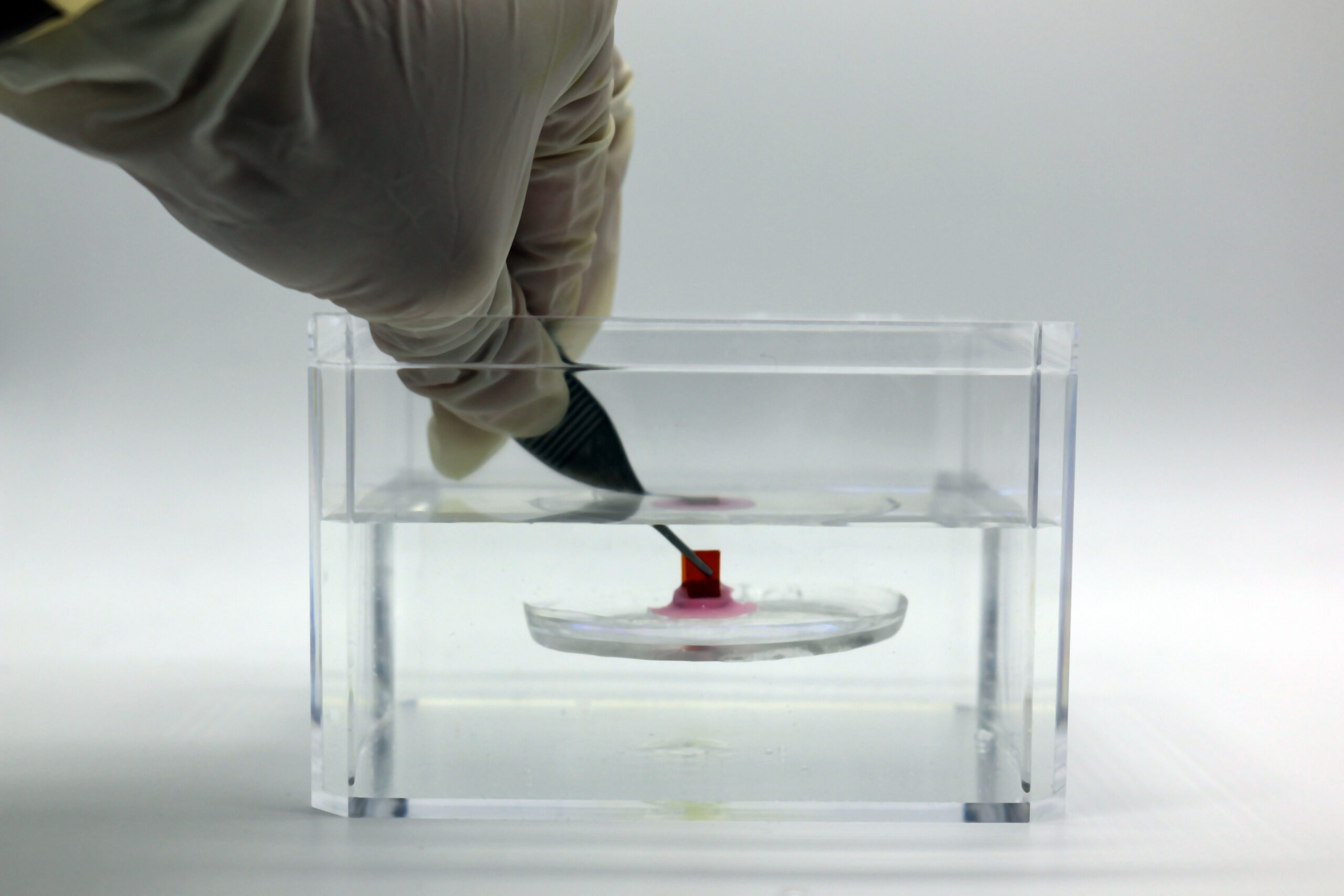 Adhesive inspired by hitchhiking sucker fish sticks to soft surfaces underwater | MIT News